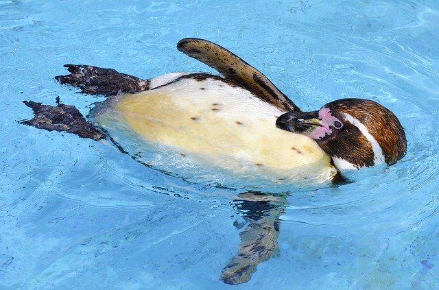 ペンギン